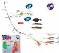 Spro Norway Expedition Meeressystem f�r Heilbutt & Leng - Big Fish Rotor Rig Nr. 1